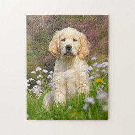Welpe des goldenen Retrievers ein niedliches