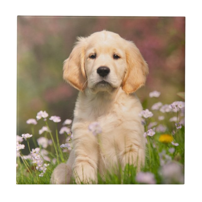 Welpe des goldenen Retrievers ein niedliches Fliese (Vorderseite)