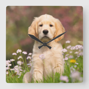 Welpe des goldenen Retrievers ein niedliches Quadratische Wanduhr
