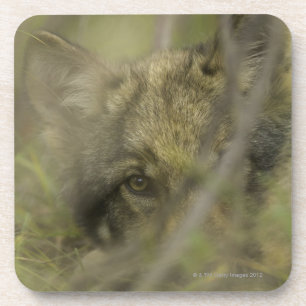 Welpe des grauen Wolfs (Canis Lupus) allein, Getränkeuntersetzer