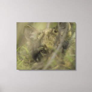 Welpe des grauen Wolfs (Canis Lupus) allein, Leinwanddruck