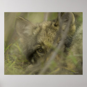 Welpe des grauen Wolfs (Canis Lupus) allein, Poster