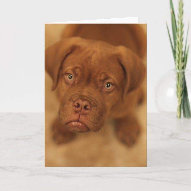 Welpe Dogue de bordeaux Mastiffkarte Karte (Vorderseite)