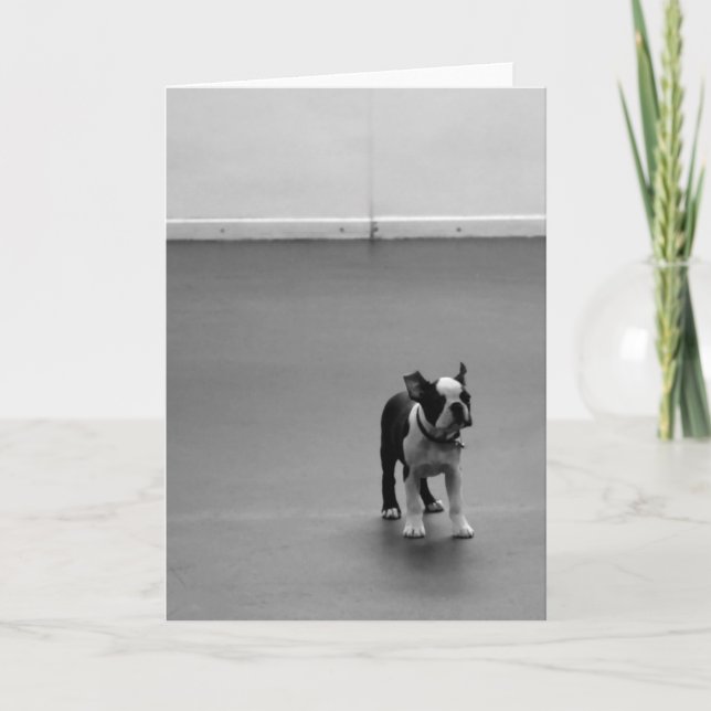 Welpe DRU Bostons Terrier Karte (Vorderseite)