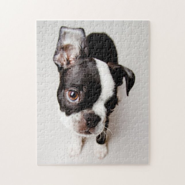 Welpe Edison Boston Terrier (Vertikal)
