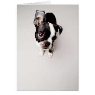 Welpe Edison Boston Terrier