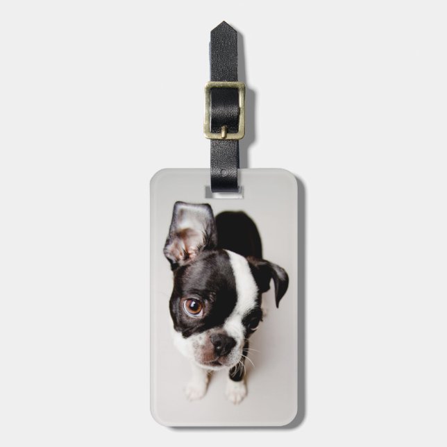 Welpe Edison Boston Terrier Gepäckanhänger (Vorderseite vertikal)