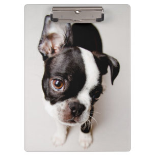 Welpe Edison Boston Terrier Klemmbrett
