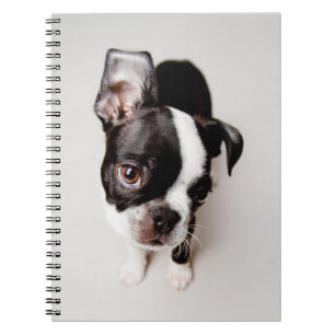 Welpe Edison Boston Terrier Notizblock