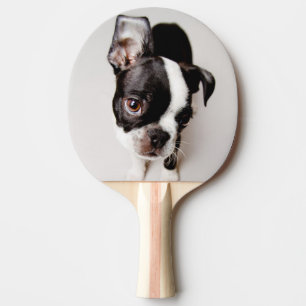 Welpe Edison Boston Terrier Tischtennis Schläger