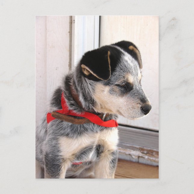 Welpe gepoolt postkarte (Vorderseite)