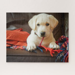 Welpe Getty Bild-  auf einem Sofa