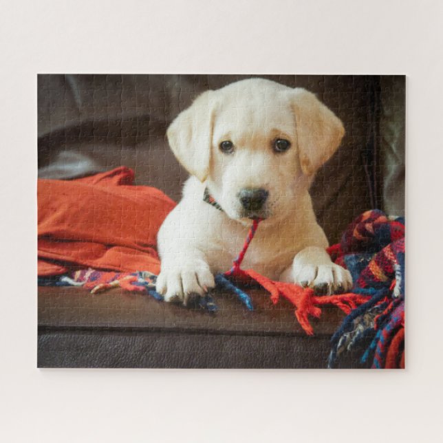 Welpe Getty Bild-| auf einem Sofa (Horizontal)