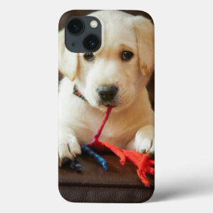Welpe Getty Bild- auf einem Sofa iPhone 13 Hülle