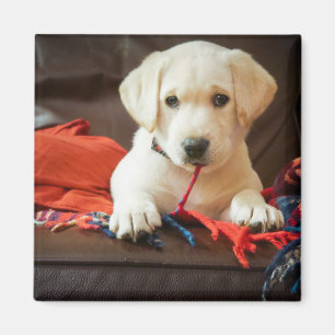Welpe Getty Bild- auf einem Sofa Magnet