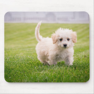 Welpe, Haustier, Hund Mousepad