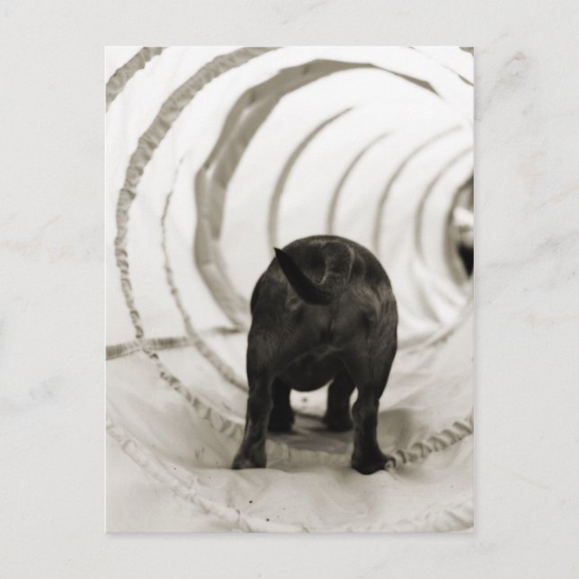 Welpe Hintern Postkarte (Vorderseite)