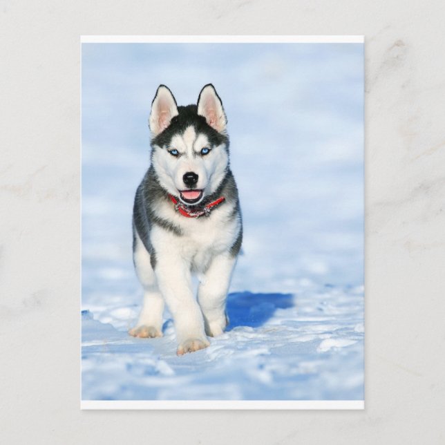 Welpe Husky in Wintery Landschaft Feiertagspostkarte (Vorderseite)