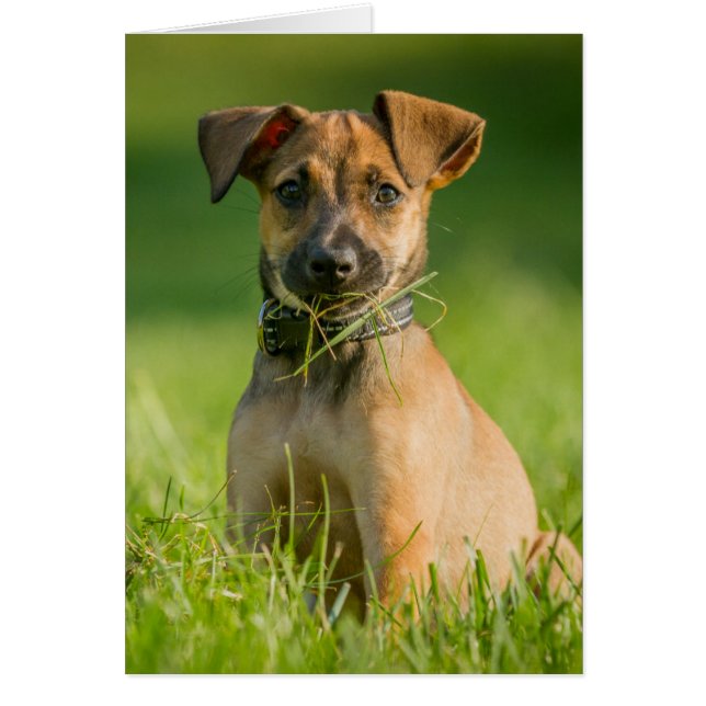 Welpe im Gras (Vorne)