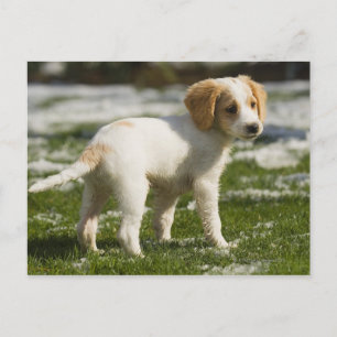 Welpe im Schnee spielen Postkarte