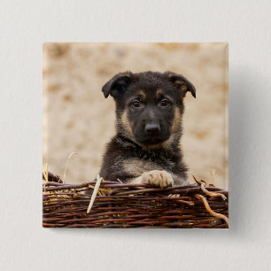 Welpe in Basket Button