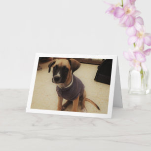 Welpe in einem Pullover Karte