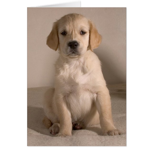 Welpe. Karte nach cARTerART (Vorne)