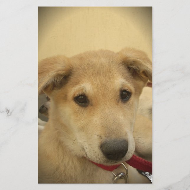 Welpe Liebe: Der beste Freund des Menschen Briefpapier (Vorderseite)