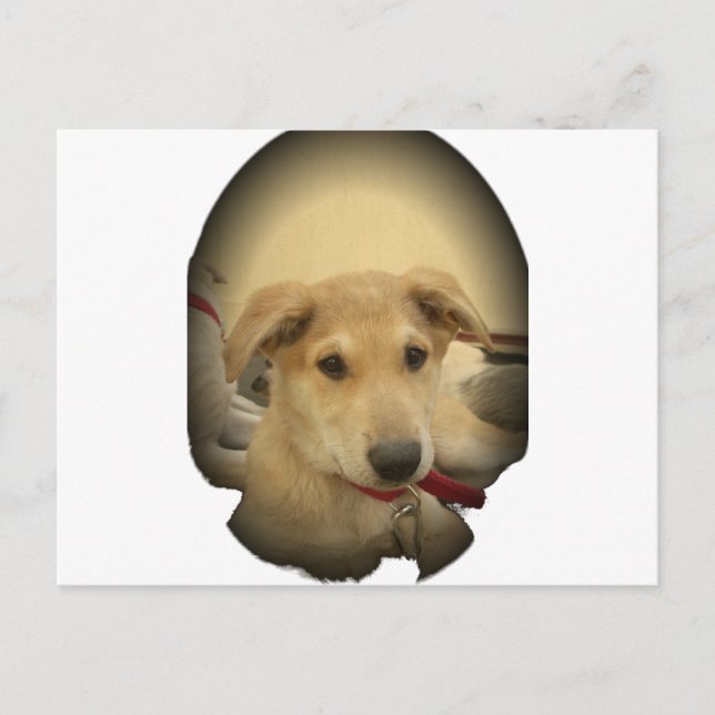 Welpe Liebe: Der beste Freund des Menschen Postkarte (Vorderseite)