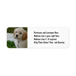 Welpe Liebe - Niedliches MaltiPoo Dog Foto