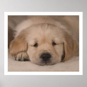 Welpe Liebe. Poster von cARTerART