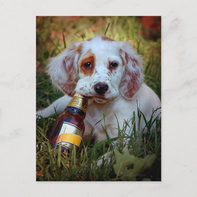 Welpe mit Bierflasche Postkarte (Vorderseite)
