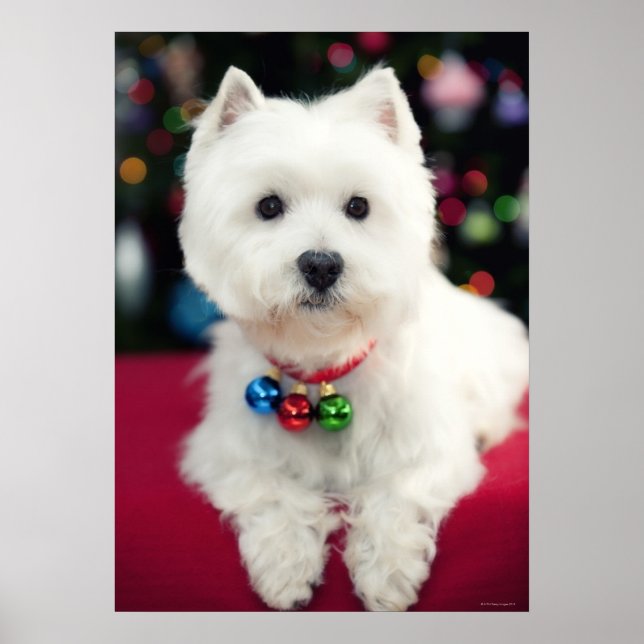 Welpe mit Weihnachtsglocke am Hals Poster (Vorne)