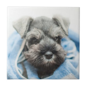 Welpe nach Bad Fliese