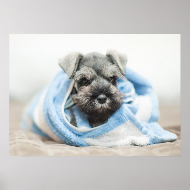 Welpe nach Bath Poster (Vorne)
