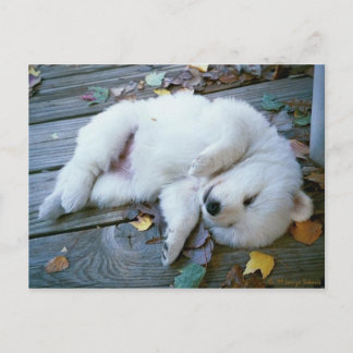 Welpe Postkarte