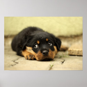 Welpe rottweiler Hündchen Poster