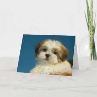 Welpe Shih Tzu ", der an Sie" denkt, kardieren Karte