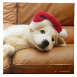 Welpe trägt einen Weihnachtshut und das Lügen auf Fliese