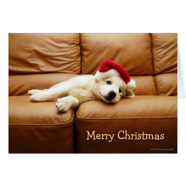Welpe trägt einen Weihnachtsmütze und liegt auf de (Vorderseite (Horizontal))