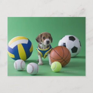 Welpe umgeben von Sportbällen Postkarte