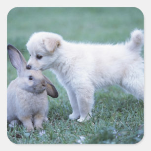 Welpe und Lop Ohrkaninchen auf Rasen Quadratischer Aufkleber
