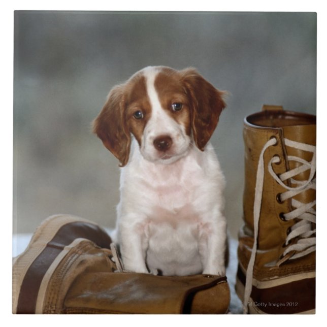 Welpe und Stiefel Fliese (Vorderseite)