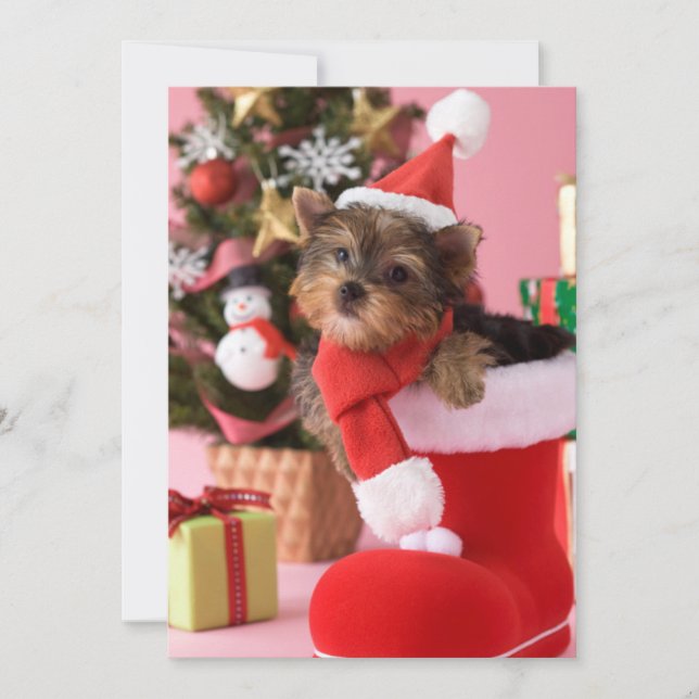 Welpe und Weihnachten Yorkshires Terrier (Vorderseite)