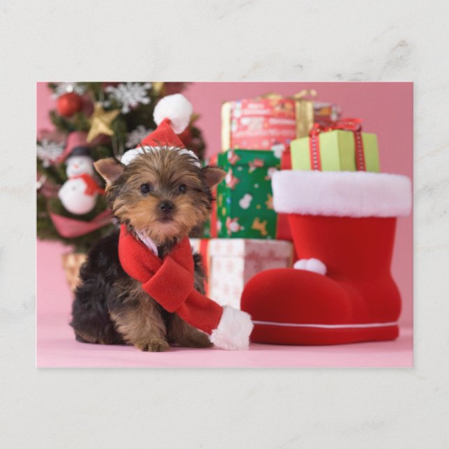 Welpe und Weihnachten Yorkshires Terrier (Vorderseite)