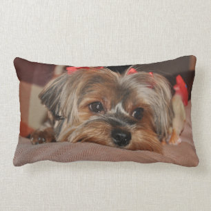 Welpelumbar-Kissen Yorkshires Terrier Lendenkissen