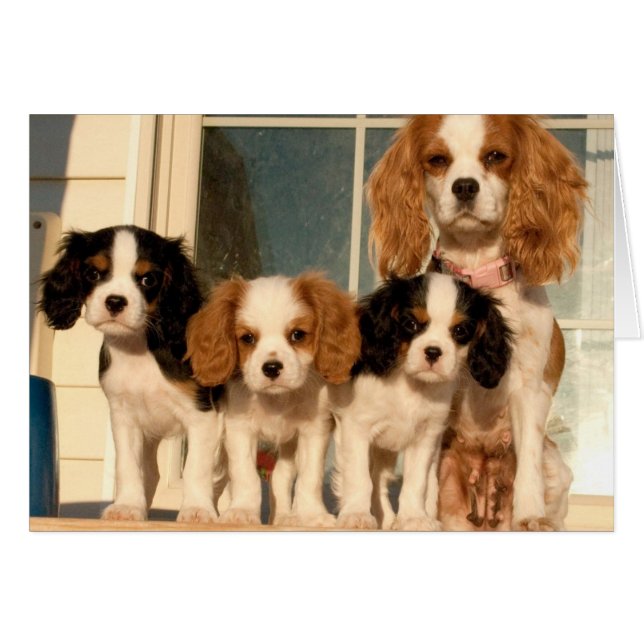 Welpen auf der Veranda (Vorderseite (Horizontal))