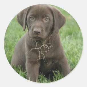 Welpen-Aufkleber Browns Labrador Runder Aufkleber