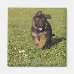 Welpen-Betrieb Magnet