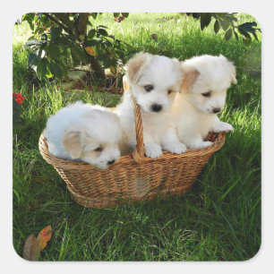 Welpen, Coton de Tulear, Hundewelpen Quadratischer Aufkleber
